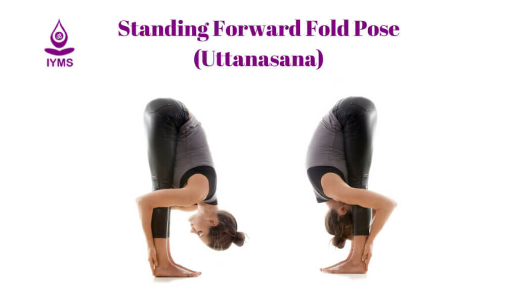 Standing Forward Fold Pose or Uttanasana